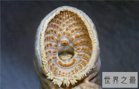 十大最奇怪的动物，透明蜗牛，死后都不忘记交配的鱼