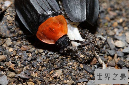 十大最奇怪的动物，透明蜗牛，死后都不忘记交配的鱼