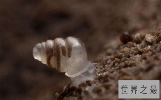 十大最奇怪的动物，透明蜗牛，死后都不忘记交配的鱼