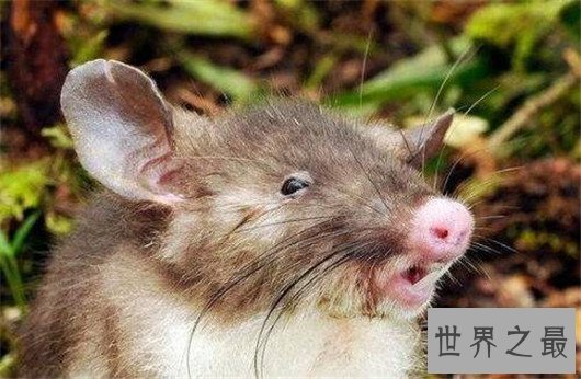 十大最奇怪的动物，透明蜗牛，死后都不忘记交配的鱼