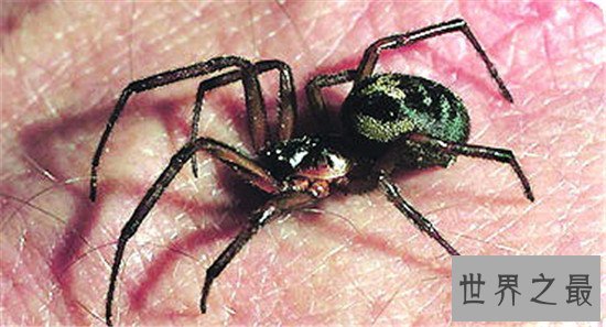 毒蜘蛛排名，珍爱生命远离黑寡妇！