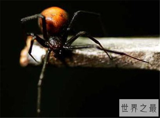 毒蜘蛛排名，珍爱生命远离黑寡妇！