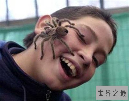 毒蜘蛛排名，珍爱生命远离黑寡妇！