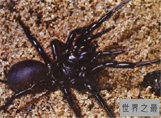 毒蜘蛛排名，珍爱生命远离黑寡妇！