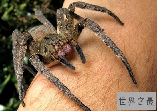 毒蜘蛛排名，珍爱生命远离黑寡妇！