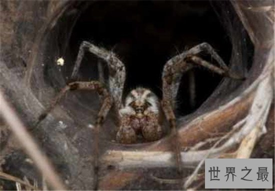 毒蜘蛛排名，珍爱生命远离黑寡妇！