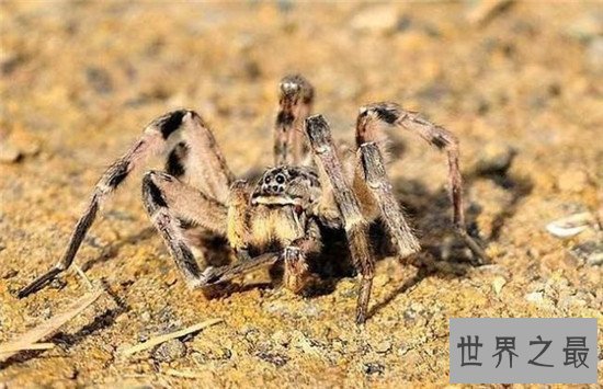 毒蜘蛛排名，珍爱生命远离黑寡妇！