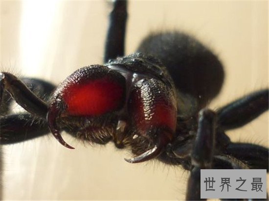 毒蜘蛛排名，珍爱生命远离黑寡妇！