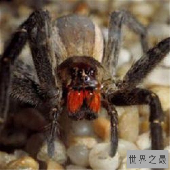 毒蜘蛛排名，珍爱生命远离黑寡妇！
