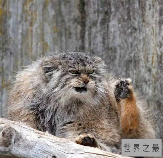 世界上最凶残的猫，虎猫可不是真的“猫”