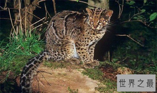 世界上最凶残的猫，虎猫可不是真的“猫”