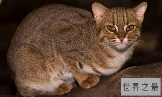 世界上最凶残的猫，虎猫可不是真的“猫”