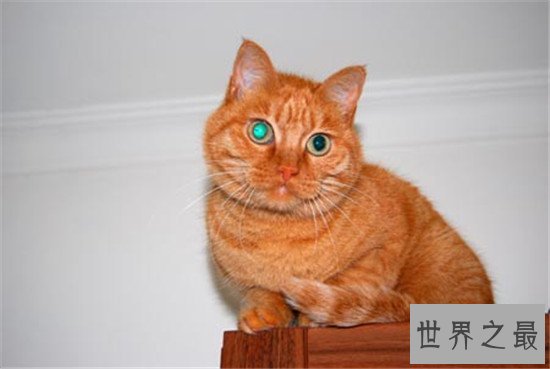 世界上最凶残的猫，虎猫可不是真的“猫”
