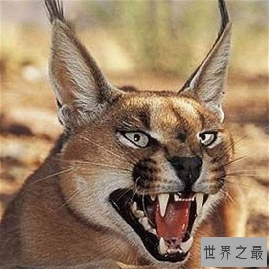 世界上最凶残的猫，虎猫可不是真的“猫”