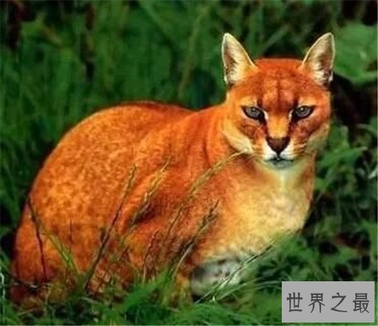 世界上最凶残的猫，虎猫可不是真的“猫”