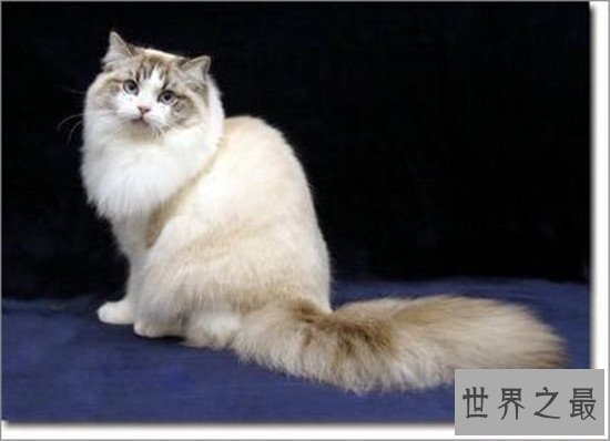 世界上最胖的猫，为什么橘猫特别容易长成胖子？