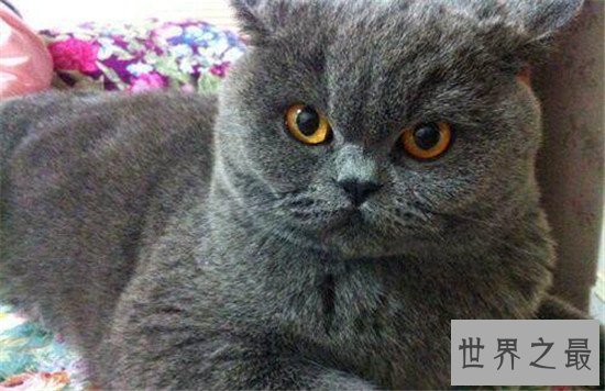世界上最胖的猫，为什么橘猫特别容易长成胖子？