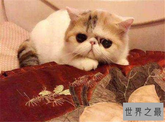 世界上最胖的猫，为什么橘猫特别容易长成胖子？
