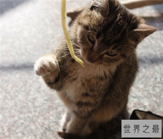 世界上最胖的猫，为什么橘猫特别容易长成胖子？