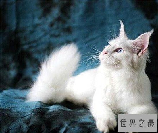 世界上最胖的猫，为什么橘猫特别容易长成胖子？