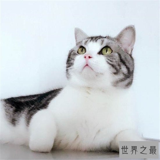 世界上最胖的猫，为什么橘猫特别容易长成胖子？