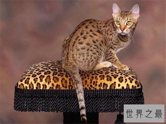 世界上最胖的猫，为什么橘猫特别容易长成胖子？