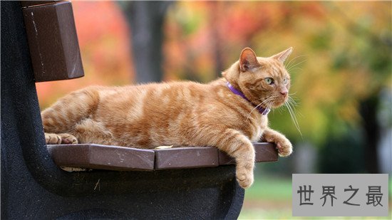 世界上最胖的猫，为什么橘猫特别容易长成胖子？