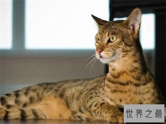 世界上最胖的猫，为什么橘猫特别容易长成胖子？