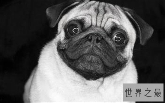 世界上十大最勇敢的狗狗，斗牛獒号称狗界中的平头哥