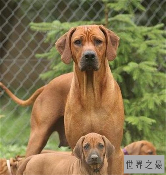 世界上十大最勇敢的狗狗，斗牛獒号称狗界中的平头哥