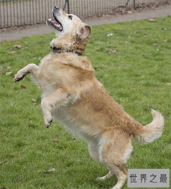 世界上十大最勇敢的狗狗，斗牛獒号称狗界中的平头哥