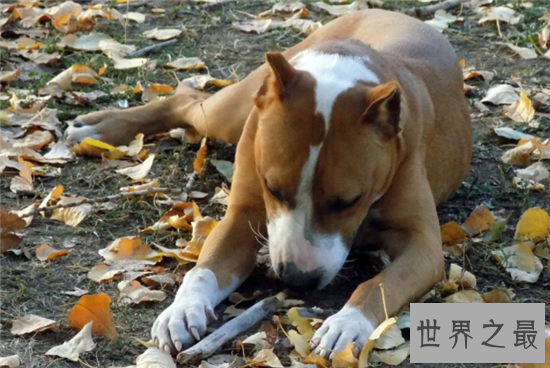 世界上十大最勇敢的狗狗，斗牛獒号称狗界中的平头哥