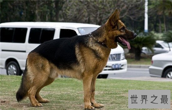 世界上十大最勇敢的狗狗，斗牛獒号称狗界中的平头哥