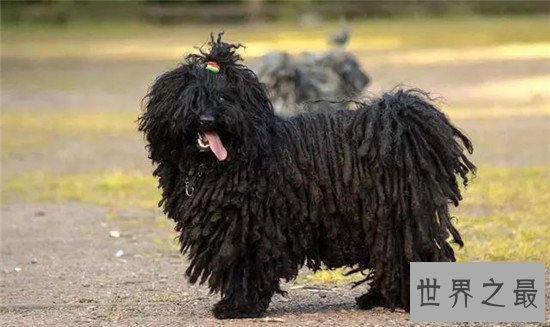 世界上十大最勇敢的狗狗，斗牛獒号称狗界中的平头哥