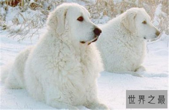 世界上十大最勇敢的狗狗，斗牛獒号称狗界中的平头哥