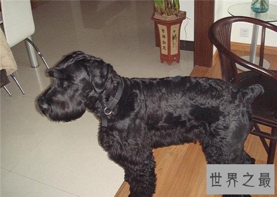 世界上十大最勇敢的狗狗，斗牛獒号称狗界中的平头哥