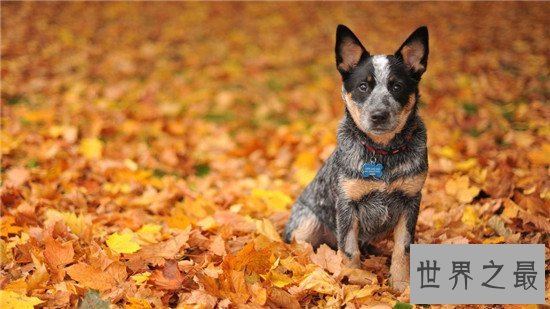 世界犬种智商排行榜，狗界中的暖男也是非常有头脑的