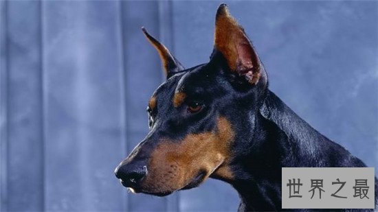 世界犬种智商排行榜，狗界中的暖男也是非常有头脑的