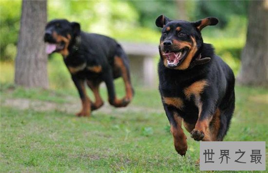 世界犬种智商排行榜，狗界中的暖男也是非常有头脑的