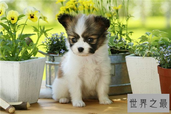 世界犬种智商排行榜，狗界中的暖男也是非常有头脑的