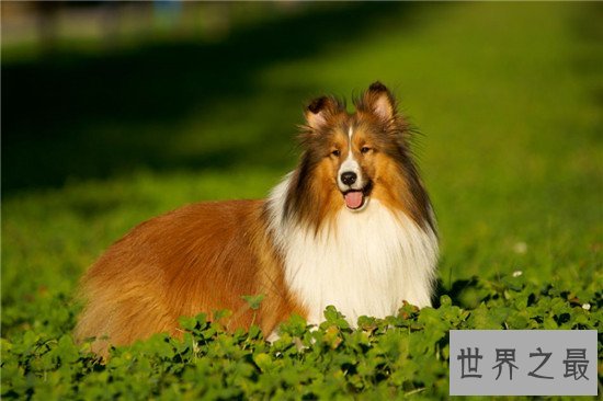 世界犬种智商排行榜，狗界中的暖男也是非常有头脑的