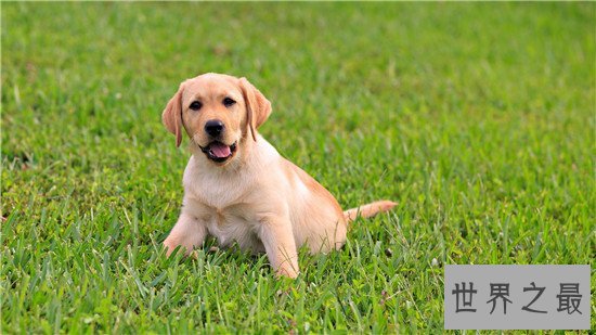 世界犬种智商排行榜，狗界中的暖男也是非常有头脑的