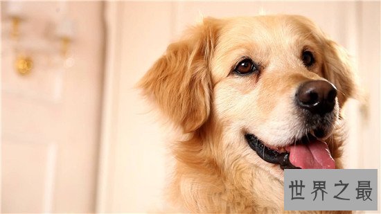 世界犬种智商排行榜，狗界中的暖男也是非常有头脑的