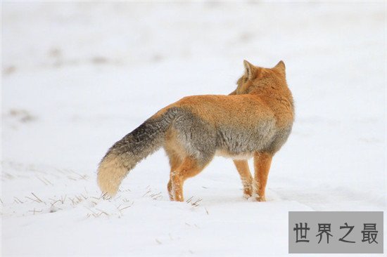 世界上最丑的狐狸，没错就是它——藏狐