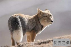 世界上最丑的狐狸，没错就是它——藏狐