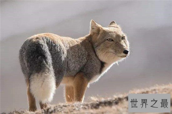 世界上最丑的狐狸，没错就是它——藏狐
