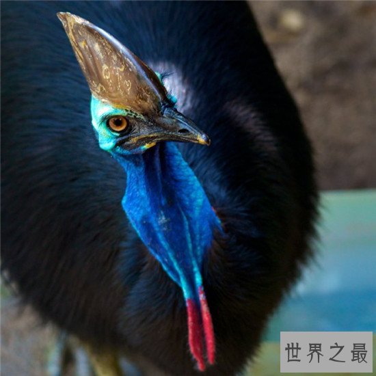 世界上最聪明的十种鸟，帝企鹅竟然是鸟类！