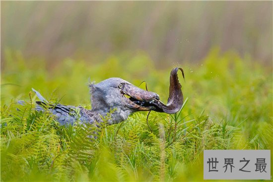 世界上最聪明的十种鸟，帝企鹅竟然是鸟类！