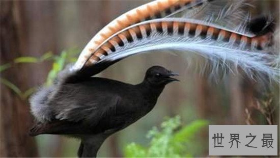 世界上最聪明的十种鸟，帝企鹅竟然是鸟类！