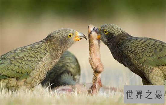 世界上最聪明的十种鸟，帝企鹅竟然是鸟类！